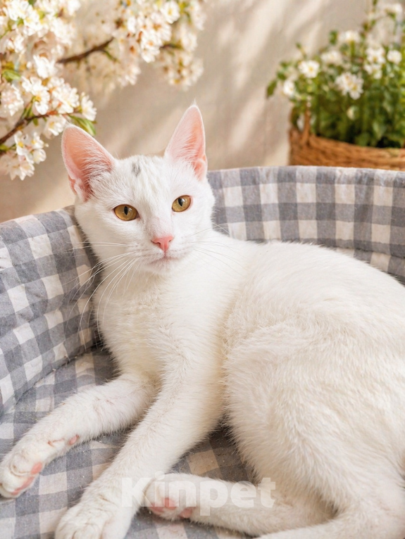 Кошки в Санкт-Петербурге: Котенок Девочка, Бесплатно - фото 5