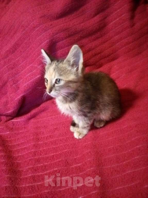 Кошки в Гусеве: пожалуйста возьмите котенка буду очень благодарна если возьмёте ее Девочка, Бесплатно - фото 1