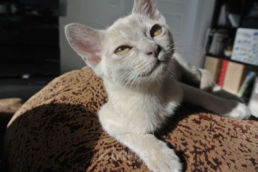 Кошки в Санкт-Петербурге: Котята европейской бурмы Разнополые, Бесплатно - фото 1