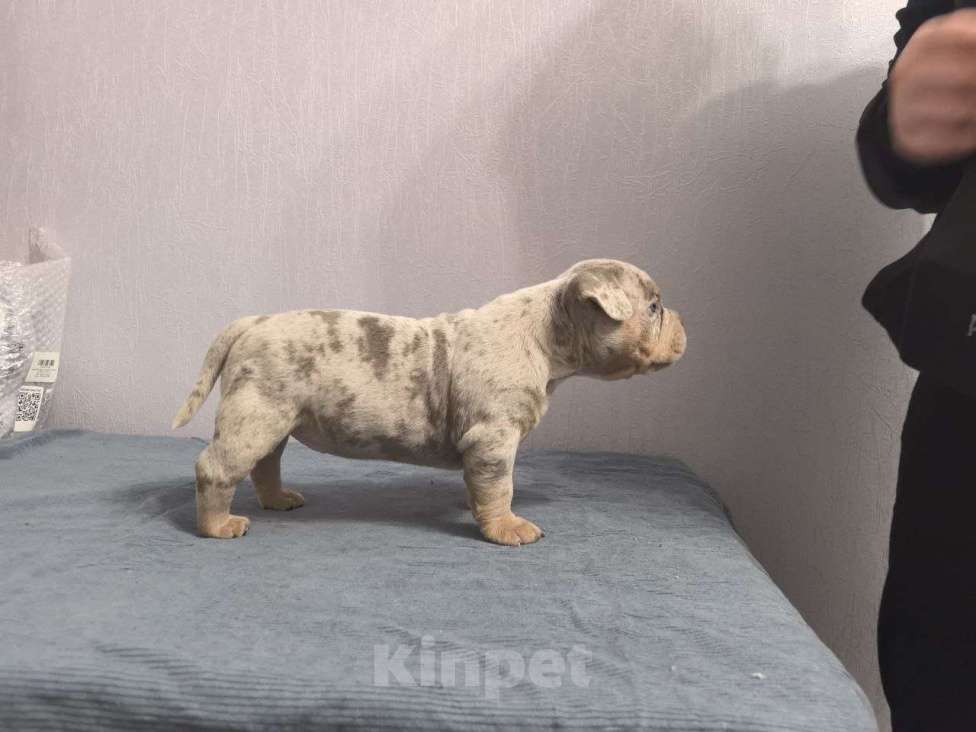 Собаки в Севастополе: Американский булли Девочка, 130 руб. - фото 6