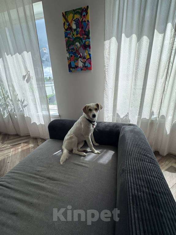 Собаки в Москве: Белка - Маленькая, уравновешенная собачка Девочка, Бесплатно - фото 7