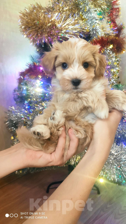 Собаки в Москве: мальтипу мальчик F1  Мальчик, 60 000 руб. - фото 1