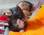 Кошки в Фрязино: Котенок Бегемот ищет дом. Мальчик, Бесплатно - фото 3