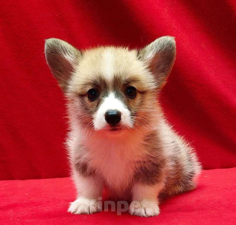 Собаки в Москве: Девочка и мальчики. Мальчик, 50 000 руб. - фото 5