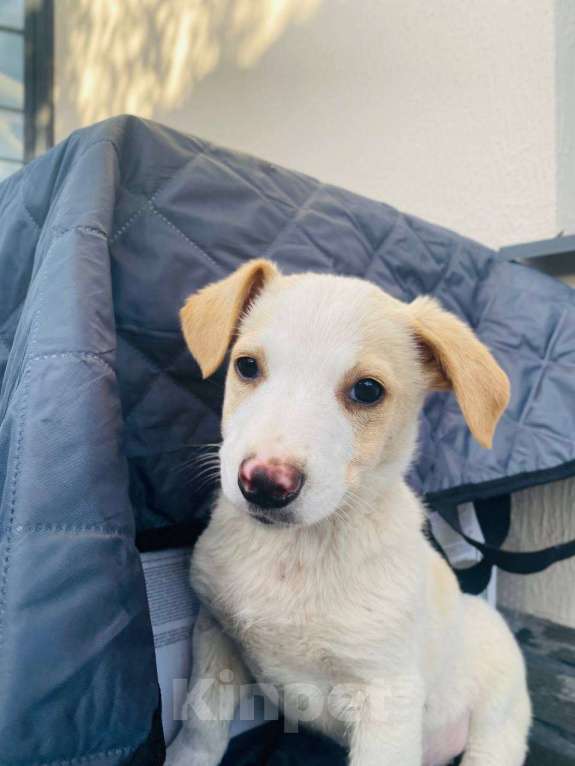 Собаки в Сочи: Две сестрёнки-непоседы ищут дом! Девочка, Бесплатно - фото 2