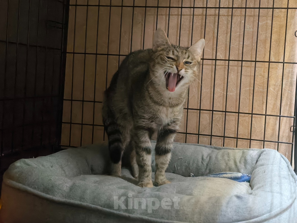 Кошки в Москве: Кошечка Бантик в добрые руки Девочка, Бесплатно - фото 1
