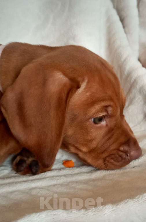 Собаки в Нижнем Новгороде: Выжла-девочка Девочка, 70 000 руб. - фото 4