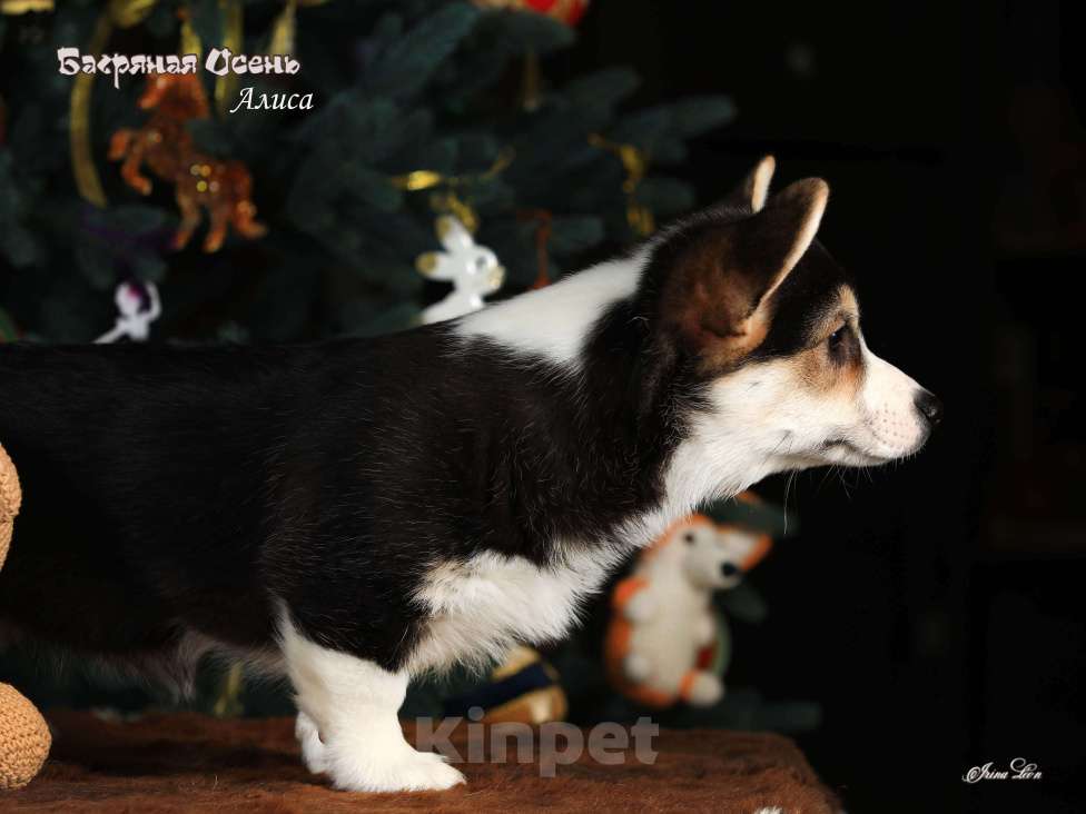 Собаки в других городах Московской области: Девочка вельш корги пемброк Девочка, 70 000 руб. - фото 3