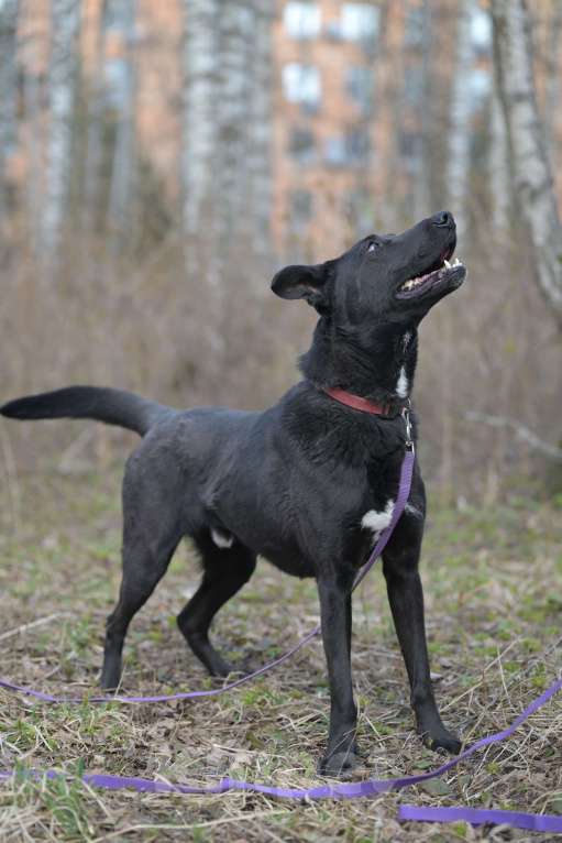 Собаки в Красногорске: Молодой энергичный метис чёрной немецкой овчарки очень нуждается в хозяине  Мальчик, Бесплатно - фото 9