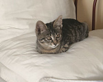 Кошки в Раменском: Котёнок в добрые руки Девочка, Бесплатно - фото 2