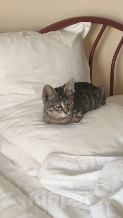 Кошки в Раменском: Котёнок в добрые руки Девочка, Бесплатно - фото 2