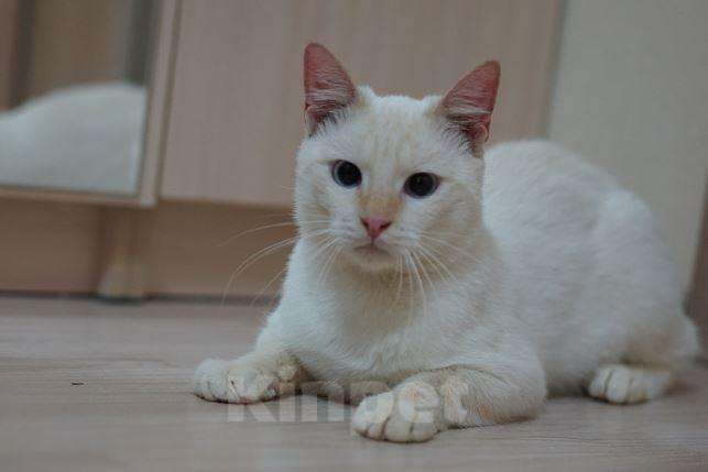 Кошки в Калязине: Тайский котик Лучик кастрирован, 2 руб. - фото 1