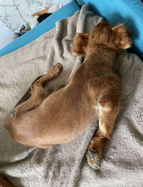 Собаки в Москве: Щенок ксолоитцкуинтли Мальчик, 20 000 руб. - фото 7