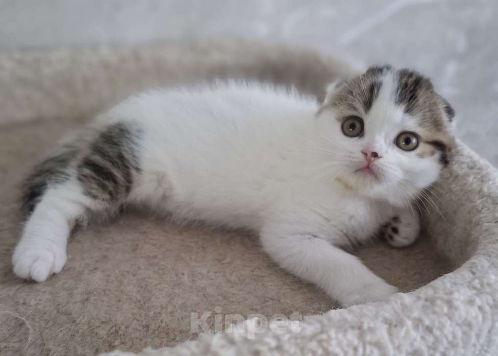 Кошки в Ярославле: Шотландский вислоухий короткошерстный малыш Мальчик, 35 000 руб. - фото 2