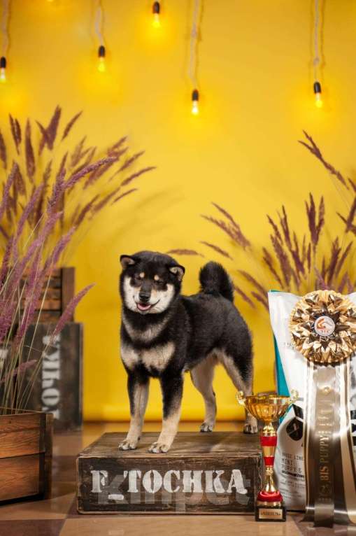 Собаки в Белгороде: Чемпион Федерации сиба-ину  Мальчик, Бесплатно - фото 2