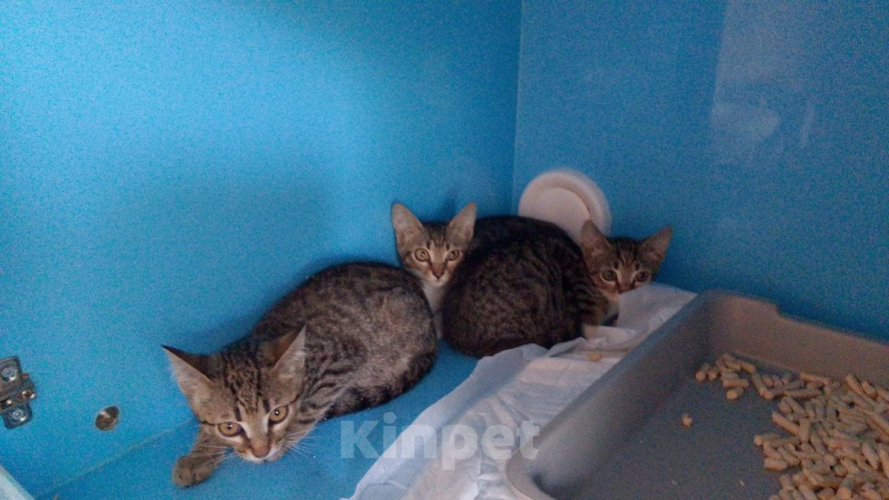 Кошки в Москве: Котята ищут дом Разнополые, Бесплатно - фото 6