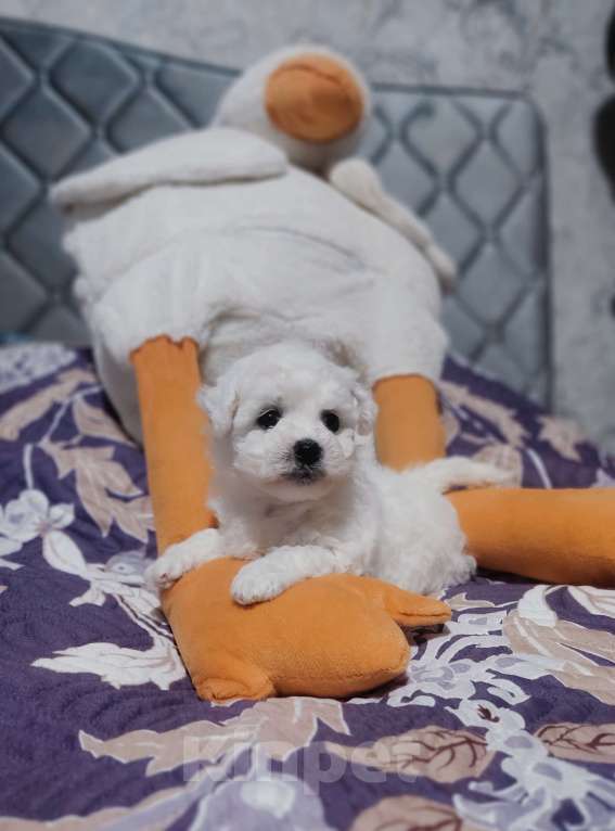 Собаки в Москве: Девочка бишон фризе Девочка, 90 000 руб. - фото 2