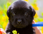 Собаки в Челябинске: Малыш лабрадора -ретривера 1 месяц, синий ошейник.  Мальчик, 30 000 руб. - фото 1