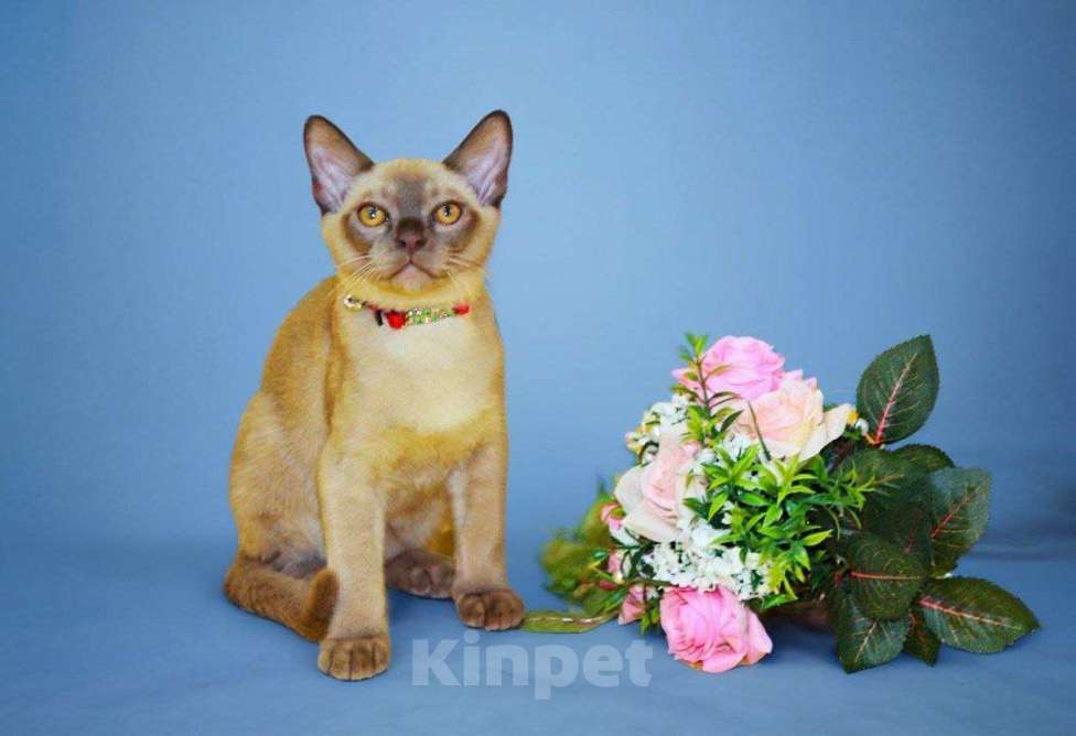 Кошки в Пензе: Бурманские котята Мальчик, 30 000 руб. - фото 1
