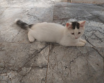 Кошки в Казани: Котята в добрые руки Девочка, Бесплатно - фото 1
