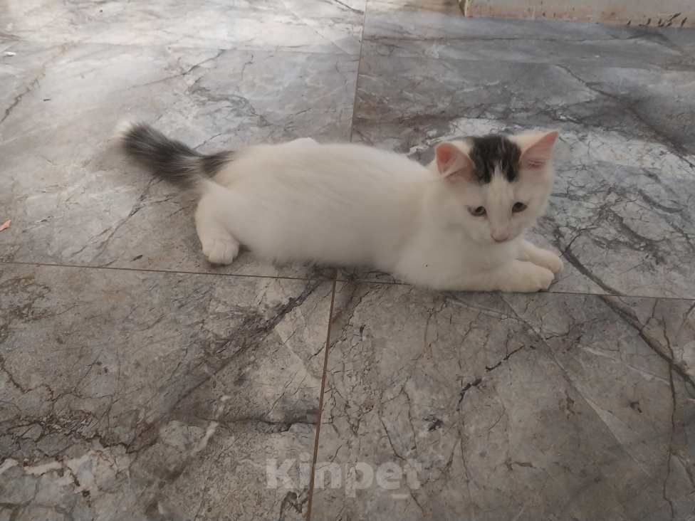 Кошки в Казани: Котята в добрые руки Девочка, Бесплатно - фото 1