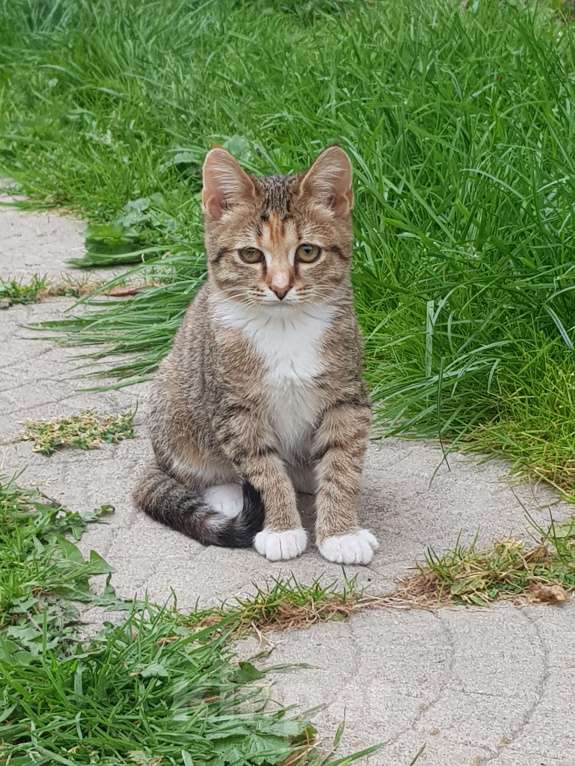 Кошки в Москве: Котенок девочка Девочка, Бесплатно - фото 1