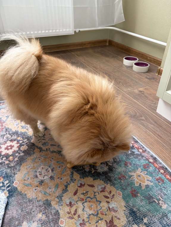 Собаки в Санкт-Петербурге: Померанский шпиц Мальчик, Бесплатно - фото 4