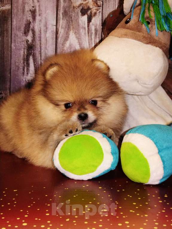 Собаки в Соликамске: Померанский шпиц Мальчик, 50 000 руб. - фото 3