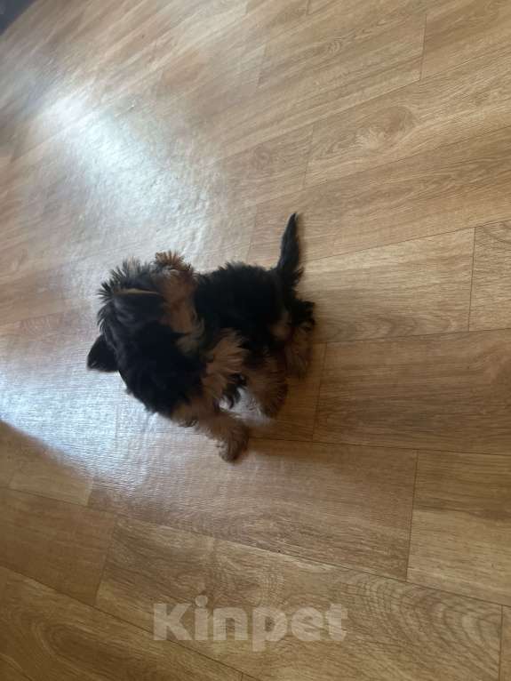 Собаки в Новосибирске: Продам девочку Йорка Девочка, 17 000 руб. - фото 5