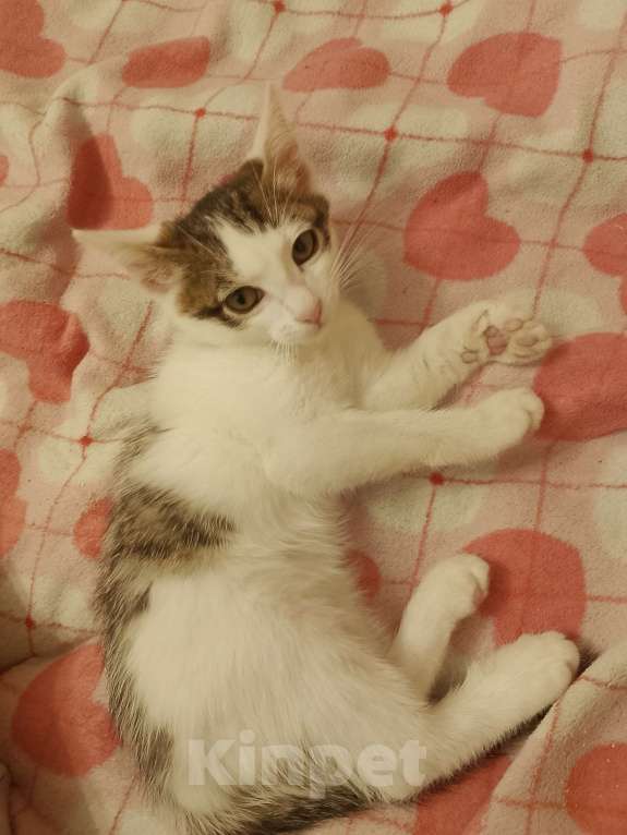 Кошки в Уфе: Отдам котенка в добрые руки. 2,5 месяца Мальчик, Бесплатно - фото 3