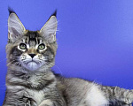 Кошки в Москве: Котенок Мейн Кун Девочка, Бесплатно - фото 3