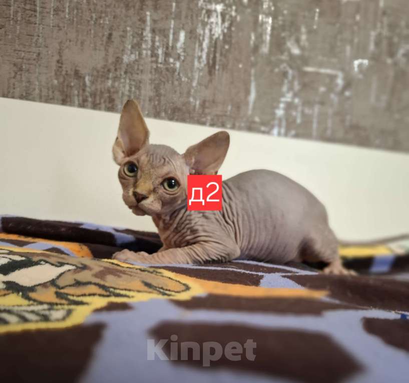 Кошки в Керчи: Котенок канадского сфинкса Девочка, 10 000 руб. - фото 1