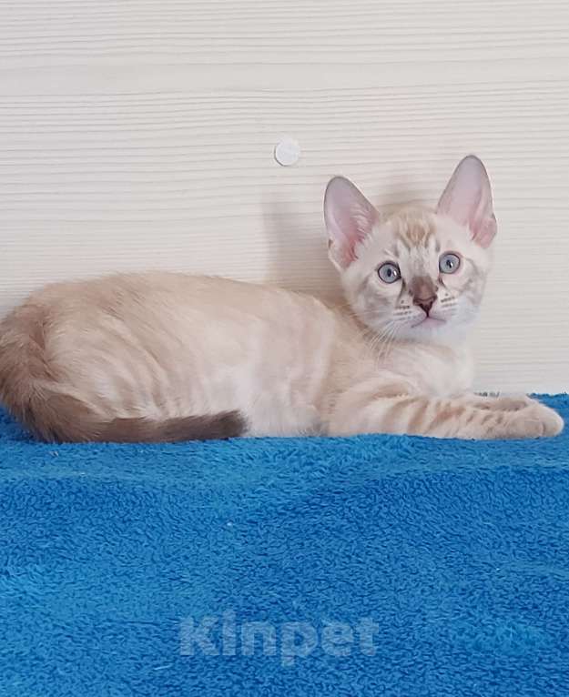 Кошки в Москве: Бенгальский котенок Мальчик, 75 000 руб. - фото 4