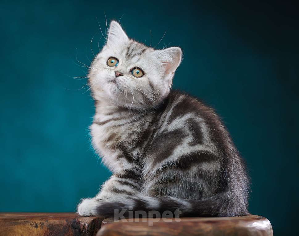 Кошки в Барнауле: Кошечка - страйт Тринити🧡 Девочка, Бесплатно - фото 2