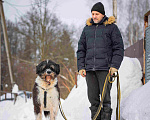 Собаки в Москве: Собака-мечта бородатик Тайсон в добрые руки Мальчик, Бесплатно - фото 1