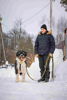 Собака-мечта бородатик Тайсон в добрые руки