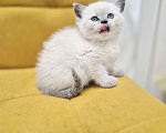 Кошки в Москве: Рэгдолл девочка  Девочка, 35 000 руб. - фото 1