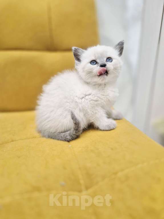 Кошки в Москве: Рэгдолл девочка  Девочка, 35 000 руб. - фото 1