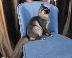 Кошки в Краснодаре: Котенок Мейн-кун Девочка, 50 000 руб. - фото 7