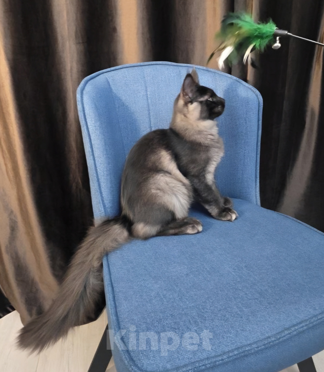 Кошки в Краснодаре: Котенок Мейн-кун Девочка, 50 000 руб. - фото 7