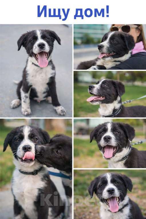 Собаки в Москве: Ищу родителей! В добрые руки. Мальчик, Бесплатно - фото 7