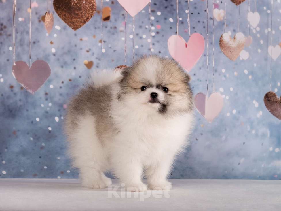 Собаки в Москве: Немецкий шпиц, щенок Девочка, 90 000 руб. - фото 1