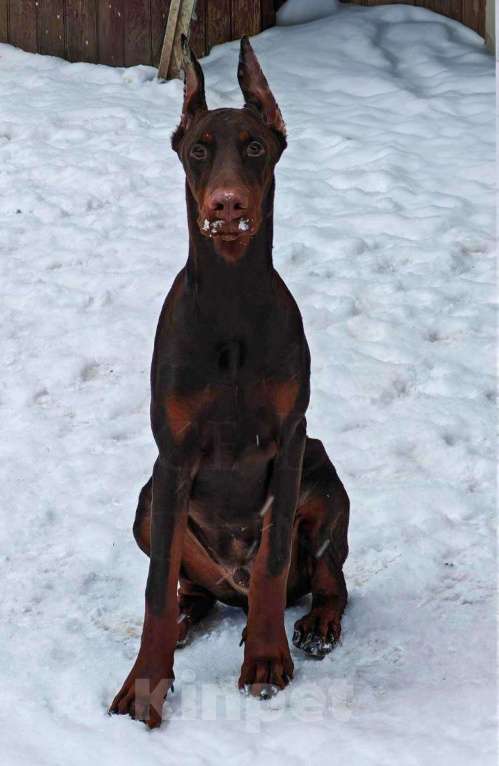 Собаки в Санкт-Петербурге: Arce Deos S-litter Мальчик, 90 000 руб. - фото 1