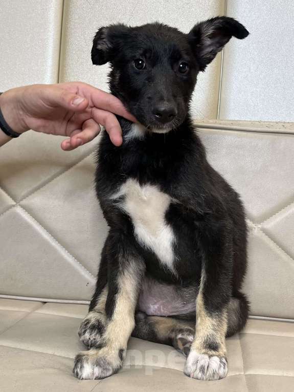 Собаки в Москве: Щенок Дакота в добрые руки бесплатно Девочка, Бесплатно - фото 5