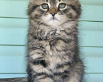 Кошки в Перми: Сибирская кошечка Девочка, Бесплатно - фото 3