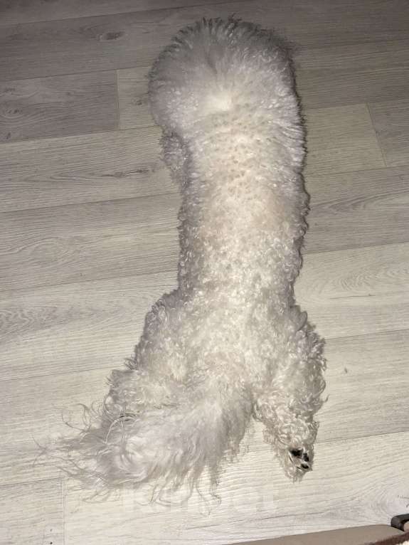 Собаки в Омске: Вязка Бишон фризе  Мальчик, Бесплатно - фото 2