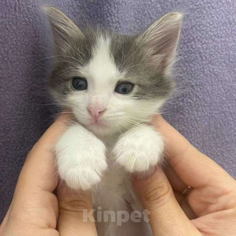 Кошки в Москве: Пушистый котенок Кекс  Мальчик, Бесплатно - фото 5