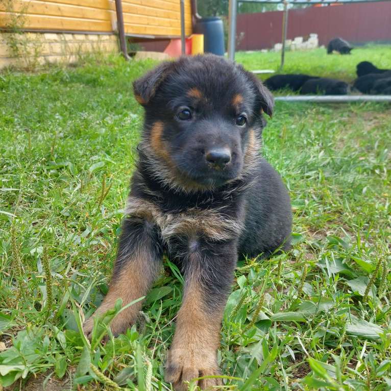 Собаки в других городах Владимирской области: Высокопородные щенки немецкой овчарки от титулованных родителей Мальчик, 75 000 руб. - фото 6
