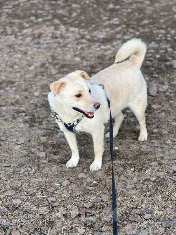 Собаки в Москве: Белый коротколапик Тако в добрые руки Мальчик, 1 руб. - фото 4