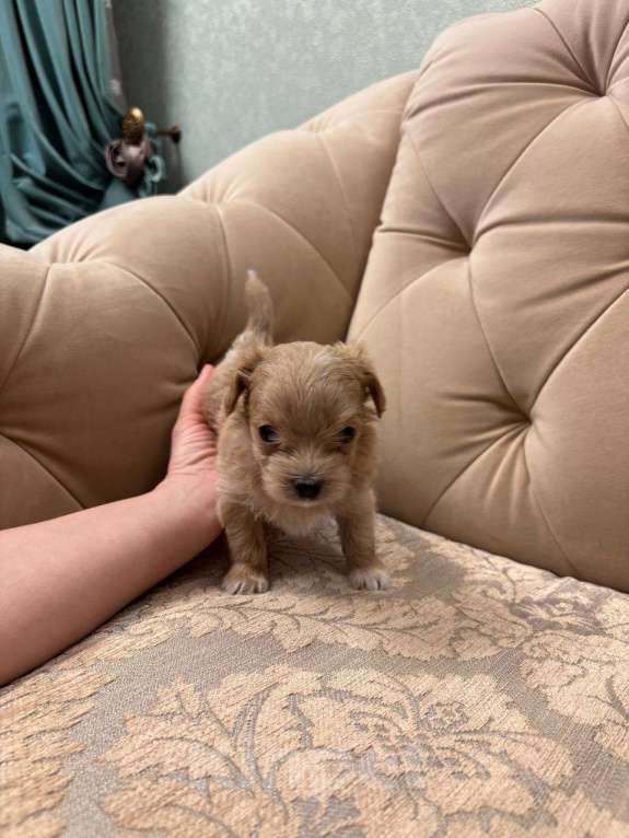 Собаки в Пензе: Гучи Девочка, 150 000 руб. - фото 2